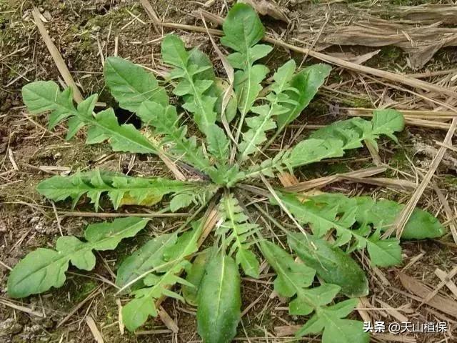 农村这三种常见野菜，第3种有些人却很讨厌