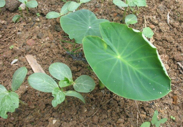 红芽芋头和白芋头区别，红芽芋和芋头有什么区别（都需要注意哪些栽培技术要点）