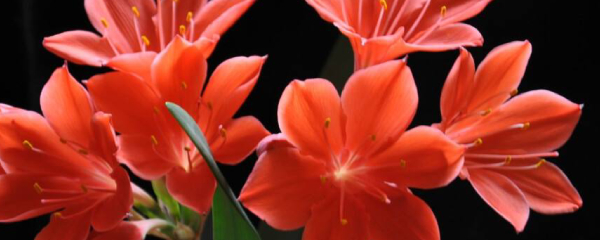 紫根兰图片和养殖方法，紫根兰图片和养殖方法大全（紫根兰的养殖方法和注意事项）