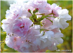 中国樱花有几个品种，中国樱花树品种（这81种樱花）