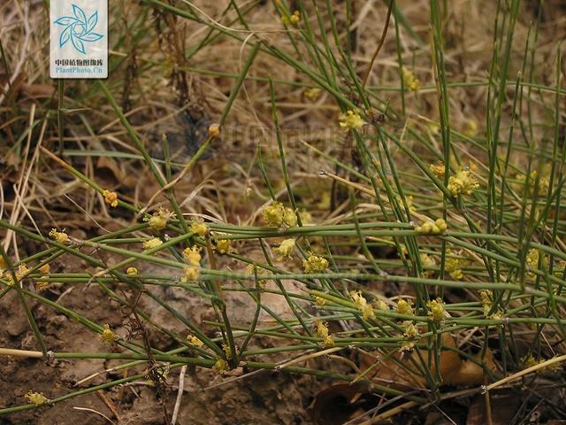 本草图经作者是谁，《本草图经》的作者（芎藭 蘼蕪 藁本）