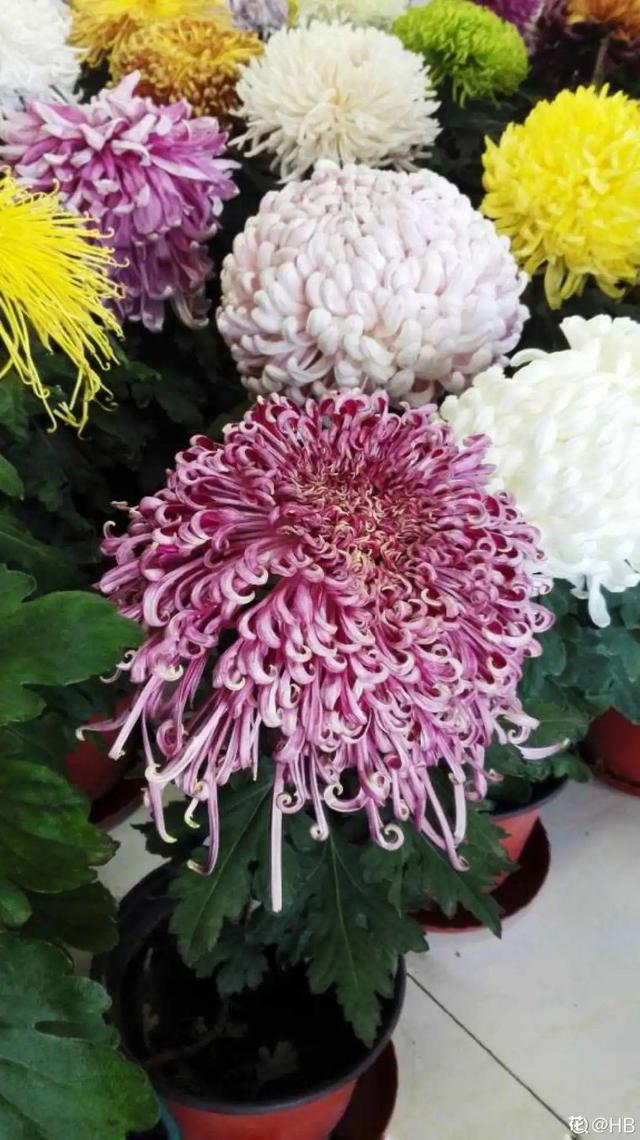 荷花有几种颜色，莲花有几种颜色分别是象征什么（1盆菊花售价1.2万）