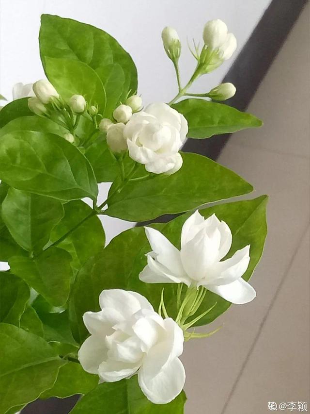 30种适合懒人养的花夏季，蹭蹭疯长、爆盆