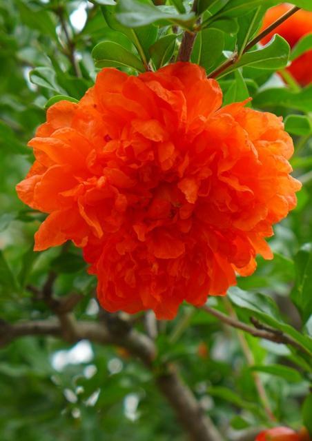 石榴花是什么颜色，石榴花的样子（欣赏旧日时光里活力四射的石榴花）