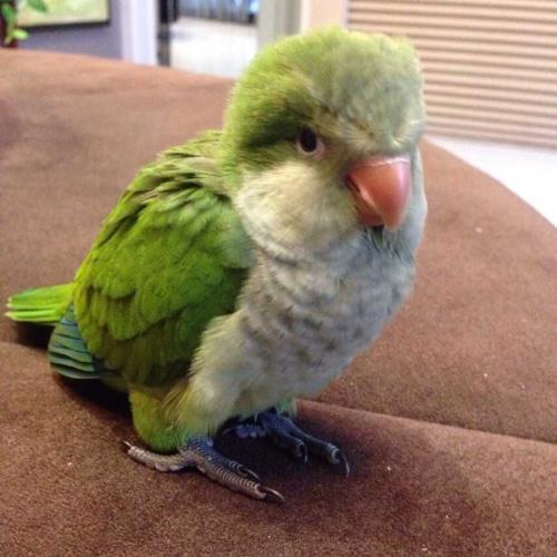 千元鹦鹉挑选指南