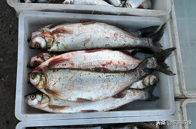 岛子鱼怎么做好吃(大庆露天集市的淡水鱼都有啥)
