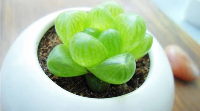 每个属相的招财花，十二属相的招财花（你的生肖养什么植物最旺你）