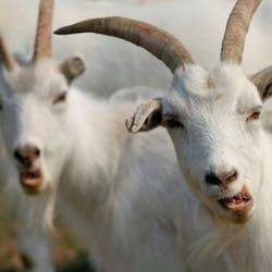 第二产业是什么,几句话告诉你什么是三大产业(第二产业是什么密集型) 第二产业是什么,几句话告诉你什么是三大产业(第二产业是什么密集型)