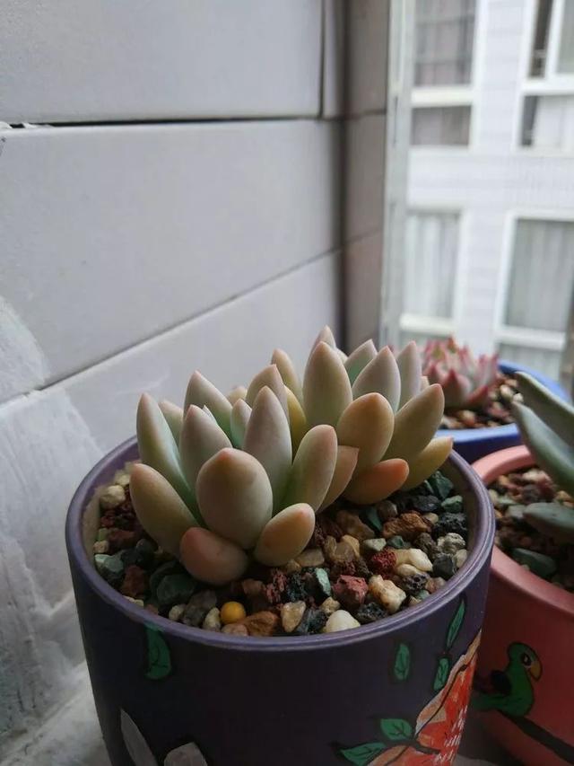 红唇多肉如何养，红唇多肉怎么养出多头（阳台党一样可以养出漂亮的多肉）