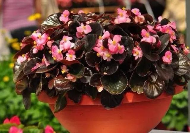 春夏秋冬四季什么花好看，这十种花几乎一年四季都开花