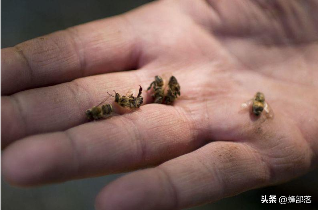 为什么蜂王寿命特别长，蜂王的寿命为什么比普通蜜蜂长（随时携带“贴身护卫”的蜂王）