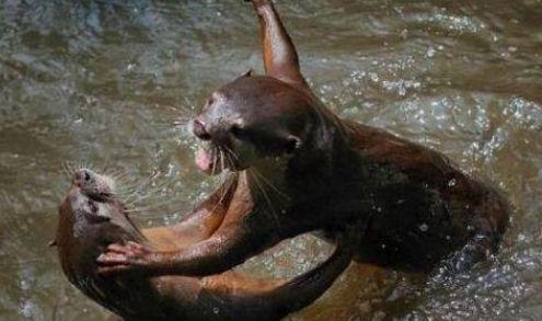 水鬼是什么动物，水鬼是什么动物 真实（日本的河童到了中国改称“水鬼”）