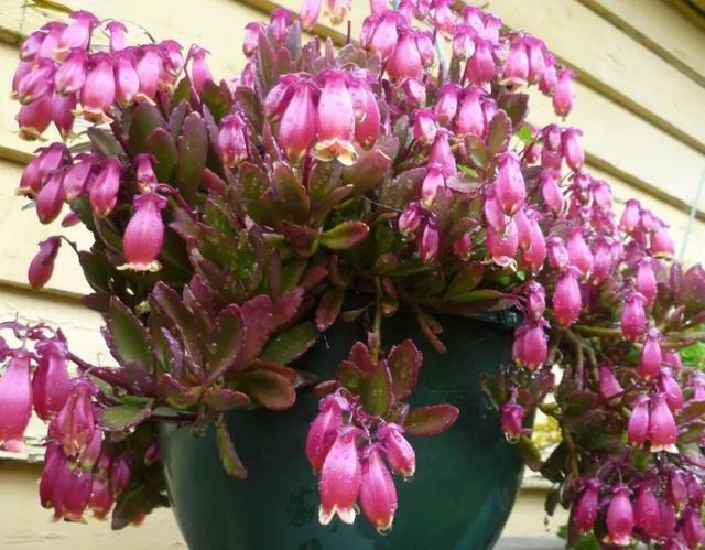 纱灯的特点，什么样的纱灯（别把大宫灯长寿和小宫灯混淆）