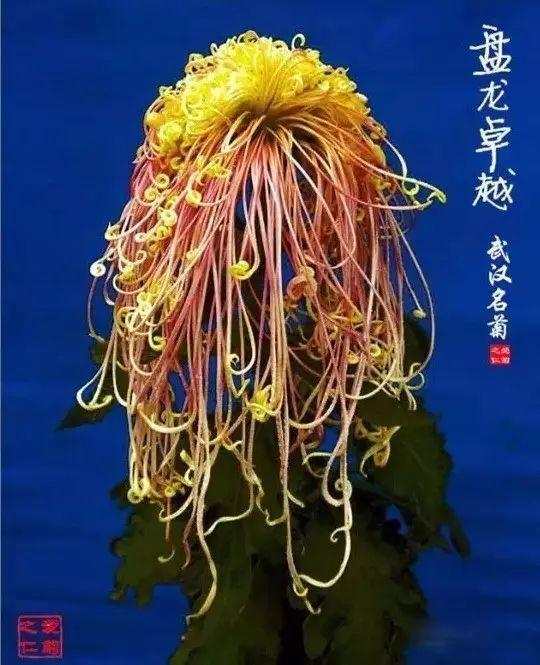 世界最美菊花80种太美了，金秋十月赏菊花——世界最美菊花80种送给您