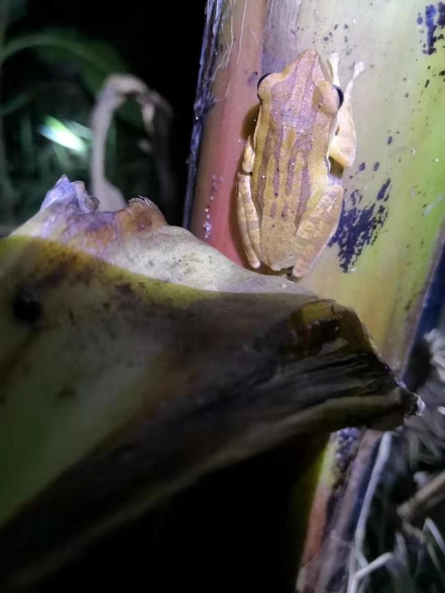 中国树蛙的品种简介，中国树蛙品种大全（他在蕉林里的发现）