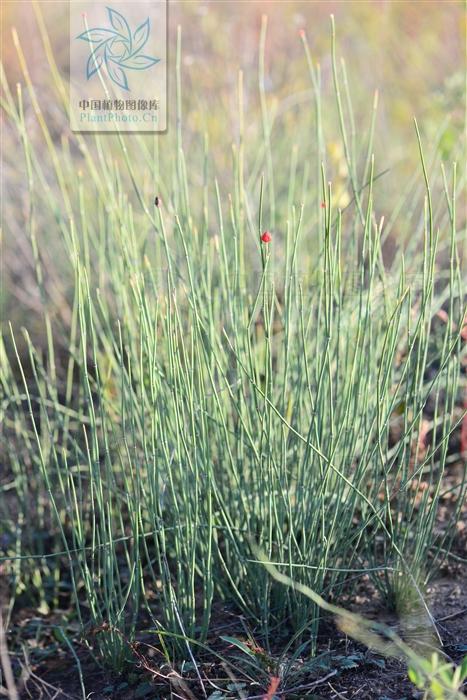 本草图经作者是谁，《本草图经》的作者（芎藭 蘼蕪 藁本）