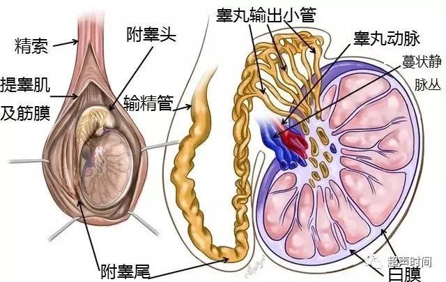 成年男生蛋蛋长啥样图片