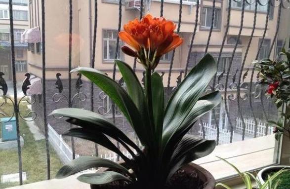 怎样养好君子兰幼苗，君子兰新栽的苗怎么养（君子兰小苗这么养）