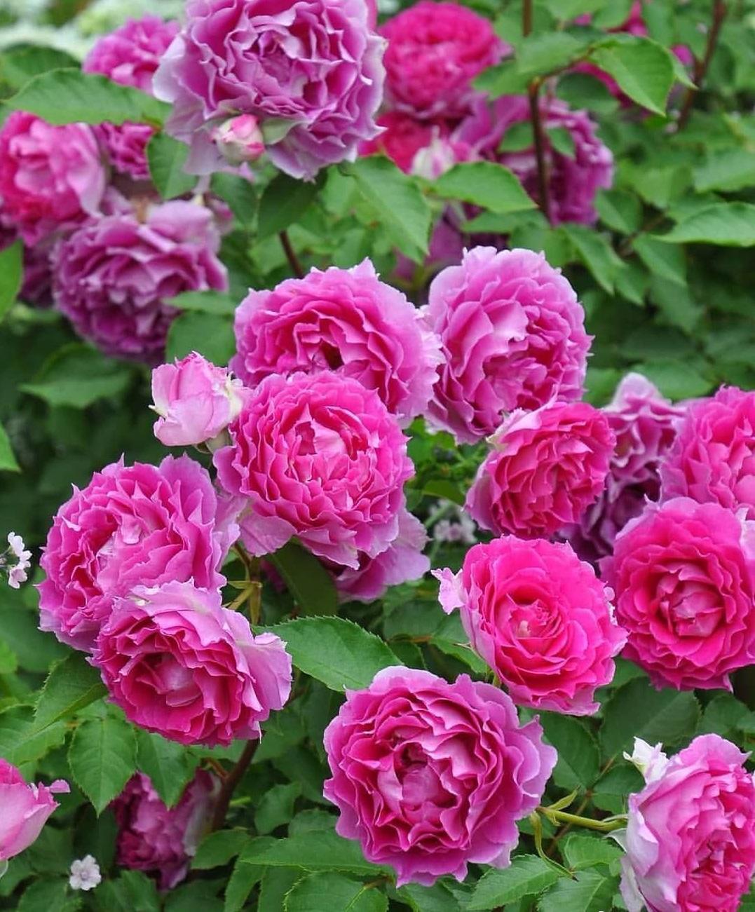 甜甜花哪里比较多,"最香的"13种花 - 玉三网