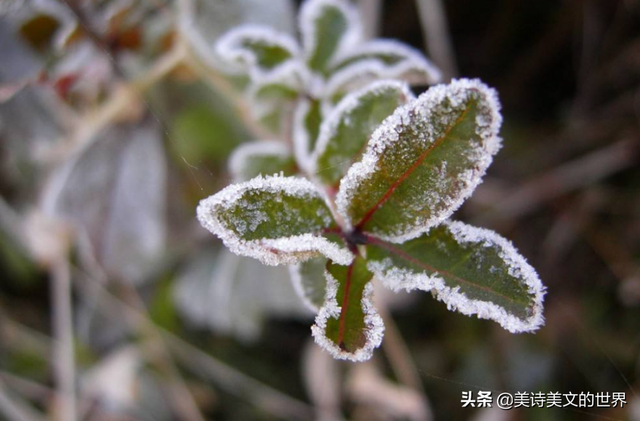 白发三千丈下一句，白发三千丈的下一句（李白“白发三千丈”中的“三千丈”有多长）