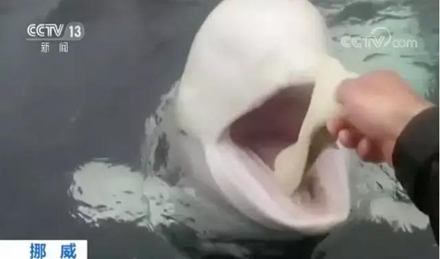 海豚和白鲸的区别，白鲸为什么是海豚（妹子的iPhone掉进大海后）