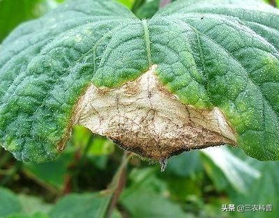 吡唑醚菌酯主要治什么病，吡唑醚菌酯治什么病（复配最广的杀菌剂“吡唑醚菌酯”使用注意事项）