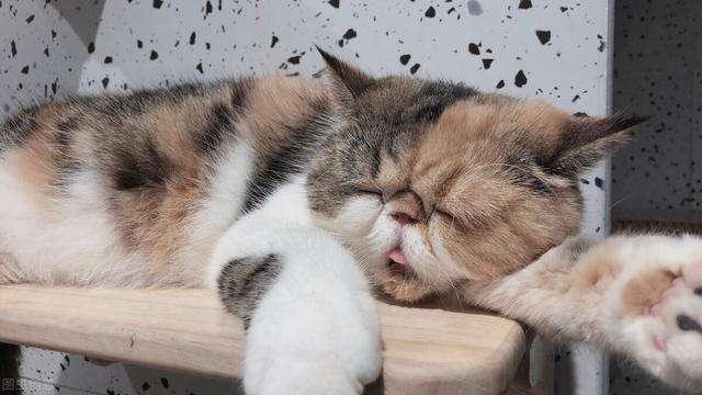 猫为什么总是吐舌头，猫一直吐舌头是生病了吗，猫为什么总是吐舌头（猫咪频繁吐舌头不是卖萌）