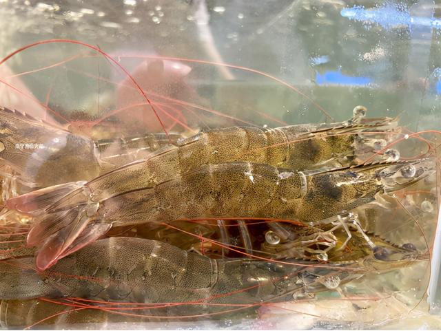 虾线如何快速去除，虾尾的虾线如何快速去除（老渔民说这样去虾线才正确）