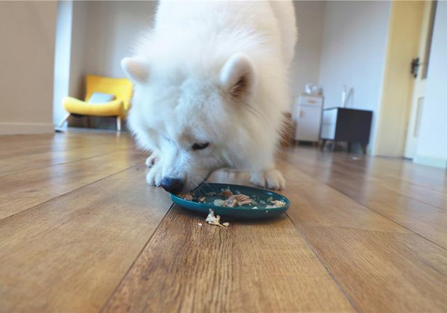 人能吃狗粮吗吃了会有什么害处吗，人能吃狗粮吗吃了会有什么害处吗视频（长期喂食泡软狗粮无助肠胃吸收）