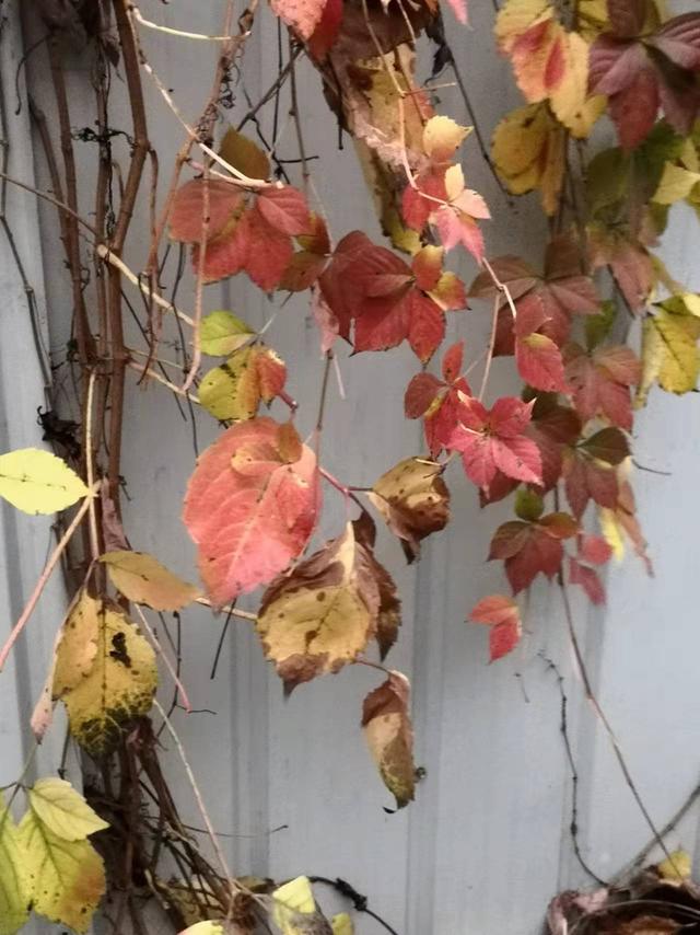 洒满阳光的回忆，时光流逝的唯美短句（撒满阳光的回忆<诗歌>北京）