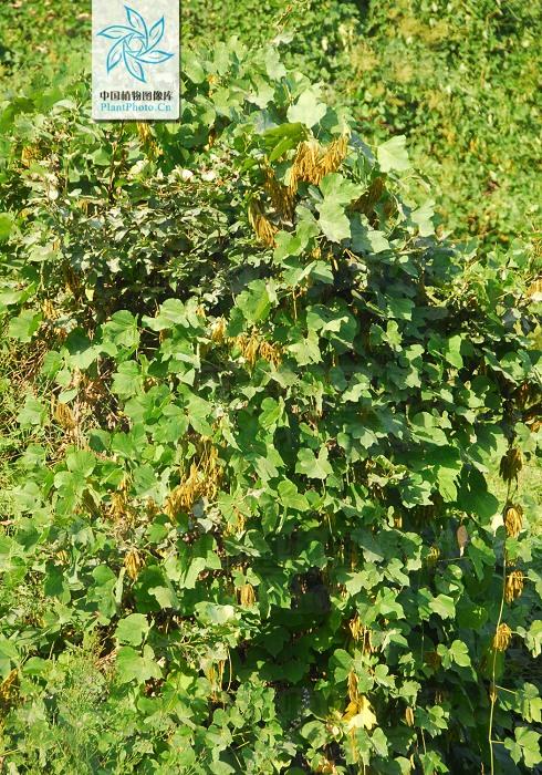 本草图经作者是谁，《本草图经》的作者（芎藭 蘼蕪 藁本）