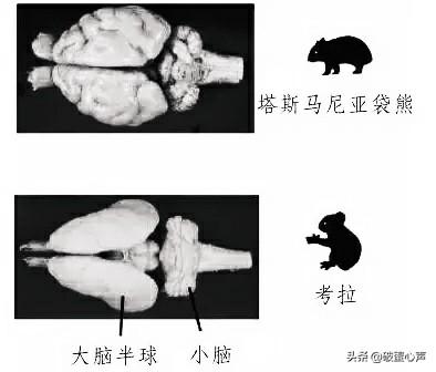 澳大利亚的国宝，澳大利亚国徽图片大全（真的快被要被它蠢哭了