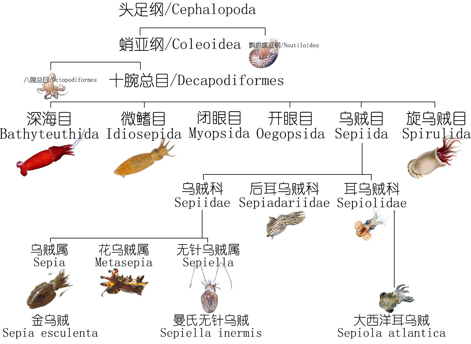 软体动物有哪些，常见的软体动物有哪些（乌贼、墨鱼、鱿鱼、章鱼都有什么不同）