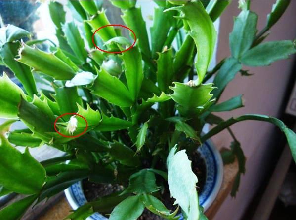 蟹爪兰怎么修剪，蟹爪兰什么时候修剪最好（蟹爪兰度夏“破败不堪”）