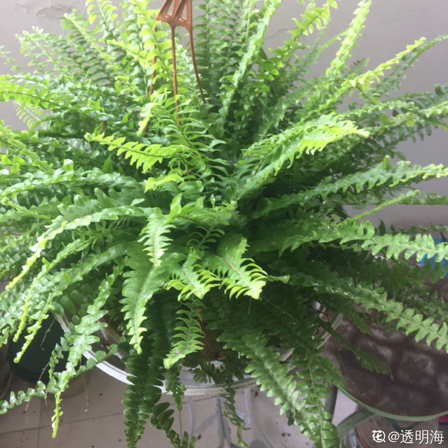 植物有哪些种类名称，植物都有哪些种类名称（80种常见植物图解）