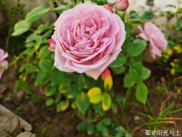 栀子花叶子发黄是什么原因，栀子花叶子发黄的原因是什么（栀子花叶子发黄）