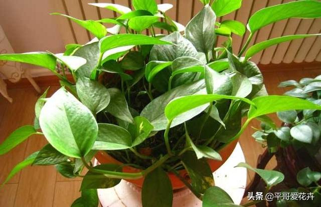 绿萝多久浇一次水比较好，绿萝多久浇水一次（“2种肥水”换着浇）