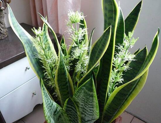 虎皮兰开花吗，虎皮兰花图片（虎皮兰的花语是什么/刚毅坚定）