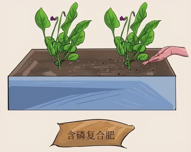 三色堇什么时候开花，三色堇在什么季节开花（这样栽培三色堇才能“情深色浓意绵长”）