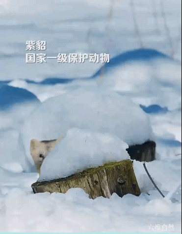 紫貂是什么动物，紫貂是珍稀动物吗（长白山拍到一只野生紫貂）