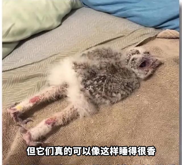 养雪鸮犯法吗，宠物雪貂多少钱一只（猫头鹰的构造原来这么奇葩）