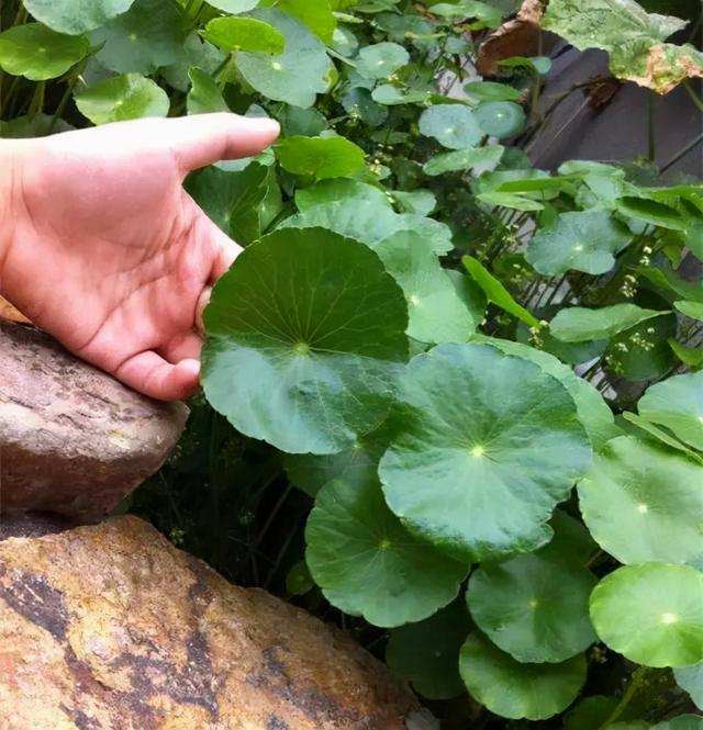 花店里有哪些花，花店常见花语（养一窝“小财花”）