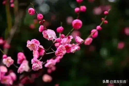 梅花诗歌，梅花诗歌自创（经典咏梅古诗词30首）