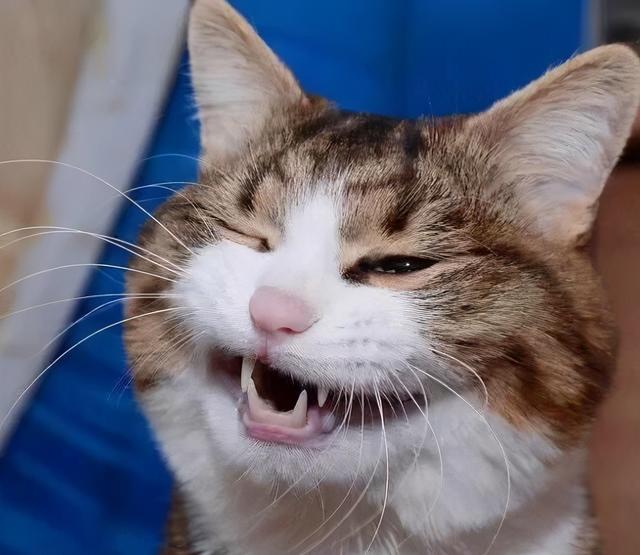 养猫对人的巨大危害，养猫对人的巨大危害有哪些（养猫的7个“害处”）