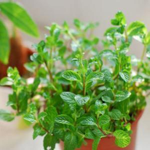 盆栽薄荷怎么养，薄荷盆栽怎么养（薄荷养护大全在这里）