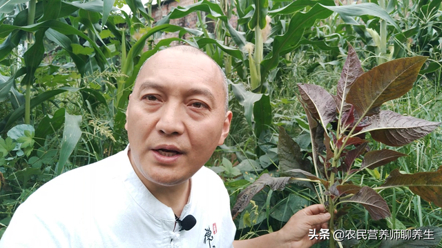 汉菜的作用和功效，汉菜的功效与作用（农村常见的苋菜为啥叫“长寿菜”）