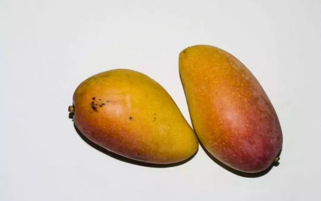 没熟的芒果能吃吗，还没熟透的芒果能吃吗（30年果农教我一招轻松解决）