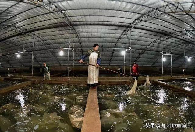 豆虫，大菱鲆腹水、肠炎、寄生虫病频发（豆虫的营养价值和功效）