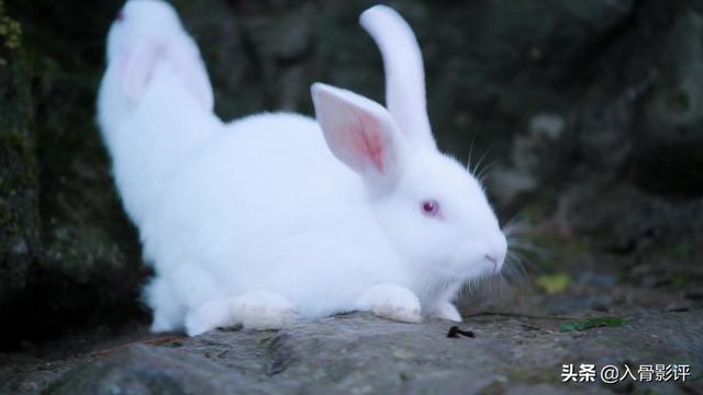 忘羡塞莲子，忘羡七夕莲子全（《陈情令》忘羡之携手篇4）