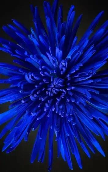 蓝色的菊花